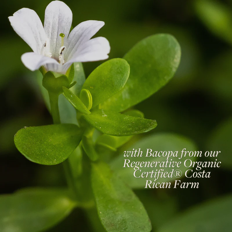 Lion’s Mane Memory™